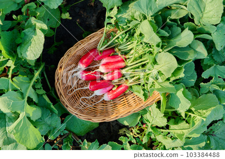 Close-up wicker bowl with freshly harvested radishes on bed, on soil Close-up wicker bowl with freshly harvested radishes on bed, on soil 103384488