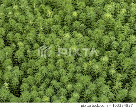 Giant parrotfish designated as an invasive alien species in Japan 103384857