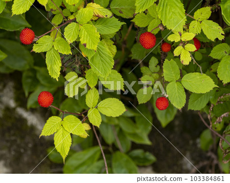 Rubus hirsutus 的紅色果實 103384861