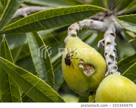 Peach waistcoat laying eggs on loquat nuts 103384870