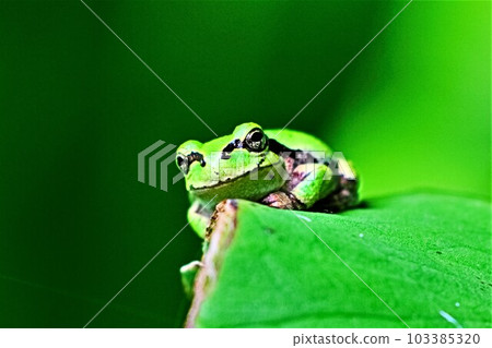 Japanese tree frog Cute appearance during the rainy season 103385320