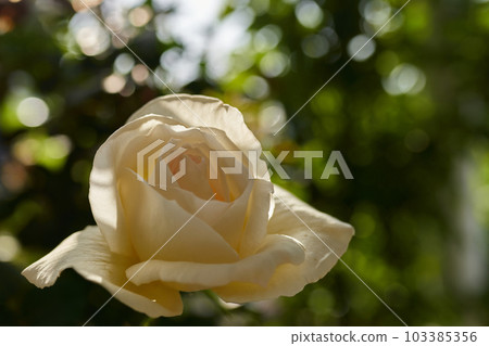 Rose flower white christmas 103385356