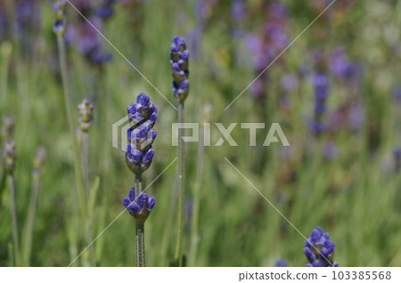 傳遞薰衣草的香氣 傳遞薰衣草的香氣 103385568