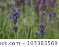 薰衣草的香氣 103385569