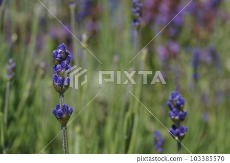 lovely velvet lavender field lovely velvet lavender field 103385570