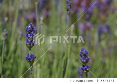 lovely lavender season 103385571