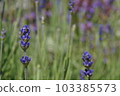  薰衣草季節 103385573