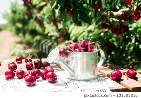 small tin can filled with ripe cherries on table against background of cherry trees with cherry berries small tin can filled with ripe cherries on table against background of cherry trees with cherry berries 103385816