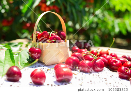 still life of cherries in wicker basket on table in garden still life of cherries in wicker basket on table in garden 103385823