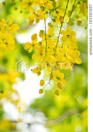 Able Alebor Natural Golden Cassia fistula ゴールデンシャワー ナンバンサイカチ Able Alebor Natural Golden Cassia fistula ゴールデンシャワー ナンバンサイカチ 103385887