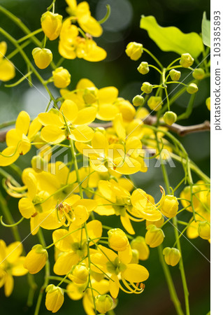 Able Alebor Natural Golden Cassia fistula ゴールデンシャワー ナンバンサイカチ Able Alebor Natural Golden Cassia fistula ゴールデンシャワー ナンバンサイカチ 103385893