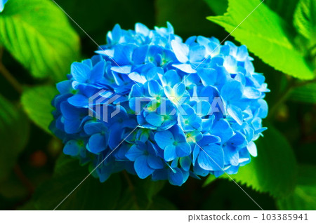 Hydrangea blooming dimly blue 103385941