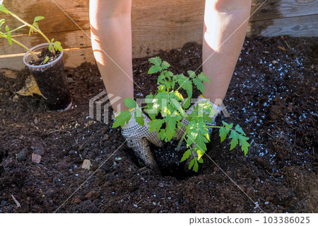 An organic garden is planted by young farmer with tomato seedlings. 103386025