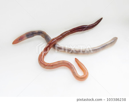 Two earthworms on a white background. Close-up, selective focus Two earthworms on a white background. Close-up, selective focus 103386238