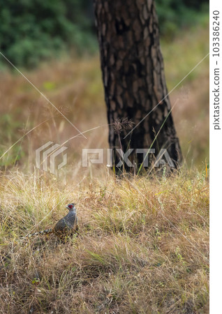 cheer pheasant or Catreus wallichii or Wallich's pheasant bird in winter migration in grassy steep natural habitat at foothills of himalaya forest uttarakhand india asia 103386240