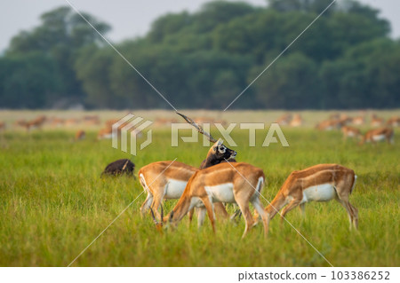 wild male blackbuck or antilope cervicapra or indian antelope face body optical illusion image in family or herd in natural green at Blackbuck National Park Velavadar bhavnagar gujrat india asia wild male blackbuck or antilope cervicapra or indian antelope face body optical illusion image in family or herd in natural green at Blackbuck National Park Velavadar bhavnagar gujrat india asia 103386252
