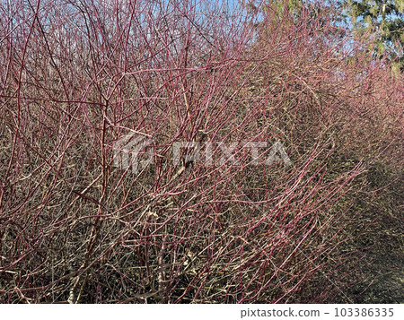 Dried shrubs or plants 103386335
