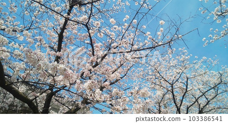 Cherry blossoms in full bloom shining in the blue sky Cherry blossoms in full bloom shining in the blue sky 103386541