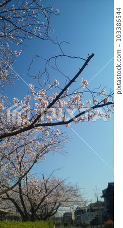 盛開的櫻花在藍天中閃耀 盛開的櫻花在藍天中閃耀 103386544