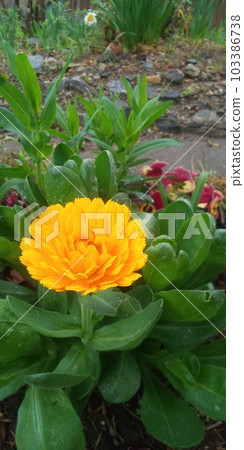 Calendula blooming in the flowerbed 103386738