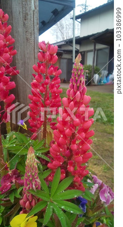 羽扇豆在私人住宅的花壇中綻放 羽扇豆在私人住宅的花壇中綻放 103386999