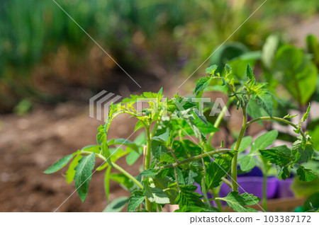 Mini tomato seedlings Mini tomato seedlings 103387172