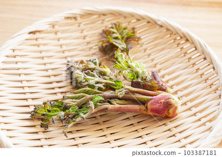 自然鱈魚的芽 自然鱈魚的芽 103387181