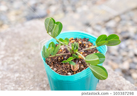 盆栽花生苗 盆栽花生苗 103387298