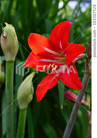 Hippeastrum (Amaryllis) Hippeastrum (Amaryllis) 103387528