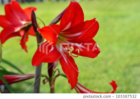 Hippeastrum (Amaryllis) Hippeastrum (Amaryllis) 103387532