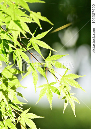 Maple after the rain 103387600