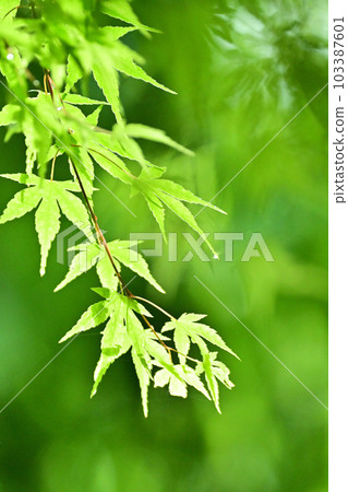 Maple after the rain Maple after the rain 103387601