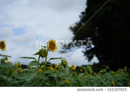 Sunflower field sunflower Sunflower field sunflower 103387655