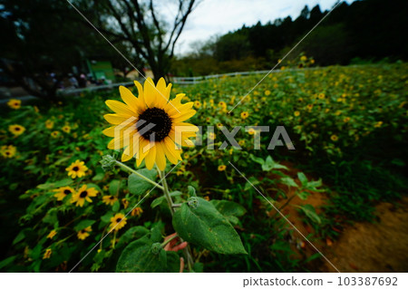向日葵領域向日葵 103387692