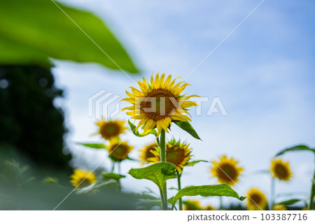 向日葵領域向日葵 103387716