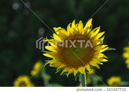 Sunflower field sunflower 103387732