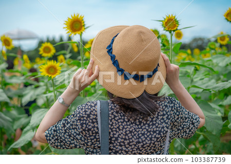Sunflower field sunflower Sunflower field sunflower 103387739