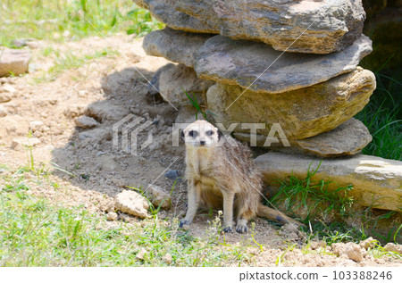 meerkat looking at me meerkat looking at me 103388246