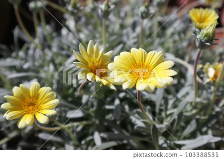gazania beast silver fox yellow flower gazania beast silver fox yellow flower 103388531