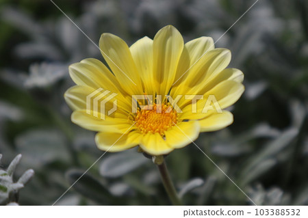 gazania beast silver fox yellow flower gazania beast silver fox yellow flower 103388532