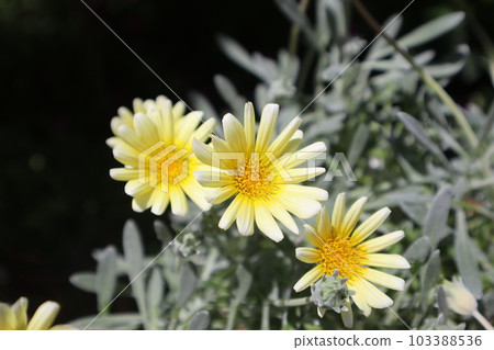 花園裡盛開的雜色菊野獸銀狐花 花園裡盛開的雜色菊野獸銀狐花 103388536