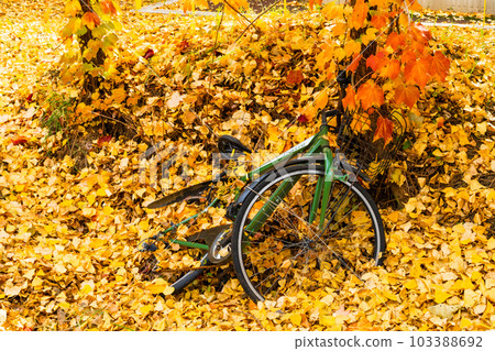 A bicycle buried in ginkgo leaves A bicycle buried in ginkgo leaves 103388692