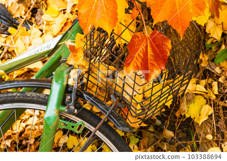 A bicycle buried in ginkgo leaves 103388694