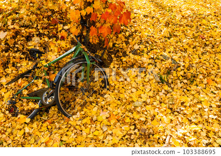 A bicycle buried in ginkgo leaves A bicycle buried in ginkgo leaves 103388695