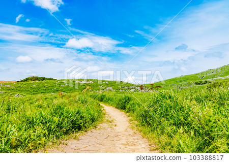 Blue sky, fresh green and karst land 103388817