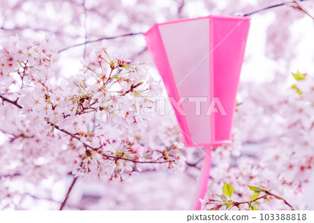 在目黑河盛開的櫻花盛開 在目黑河盛開的櫻花盛開 103388818