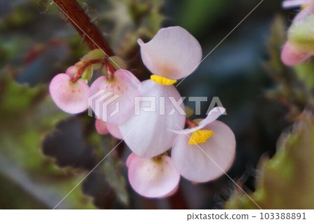 Begonia Flower Rex Begonia 103388891