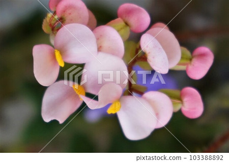 Begonia Flower Rex Begonia Begonia Flower Rex Begonia 103388892