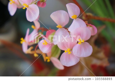 Begonia Flower Rex Begonia 103388893