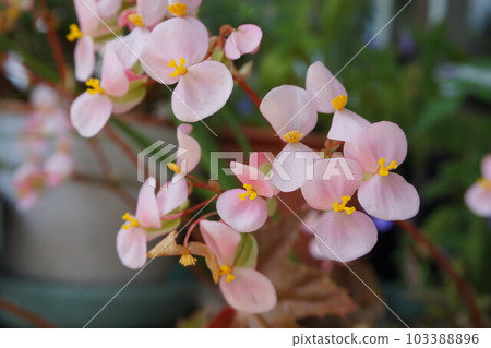 Begonia Flower Rex Begonia Begonia Flower Rex Begonia 103388896